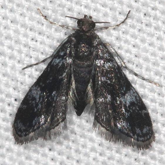 4754 Elophila tinealis Big Lagoon St Pk Fl 9-12-18 (8)_opt