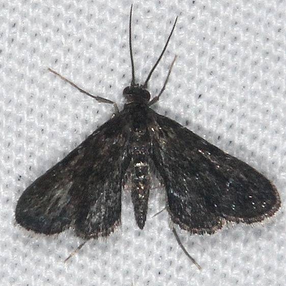 4754 Elophila tinealis yard 7-22-14