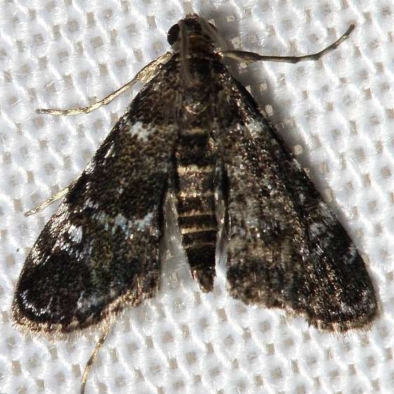 4755 Waterlily Leafcutter Moth Lake Kissimmee St Pk Fla 2-27-13