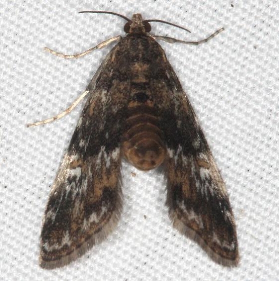 4755 Waterlily Leafcutter Moth yard 7-6-16 (4)_opt