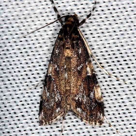 4758 Black Langessa Moth Pinelands Everglades Fl 2-18-14