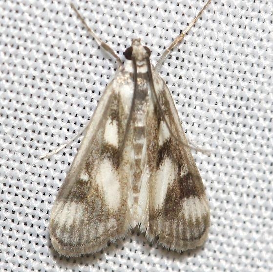 4759 Polymorphic Pondweed Moth Thunder Lake UP Mich 6-23-12