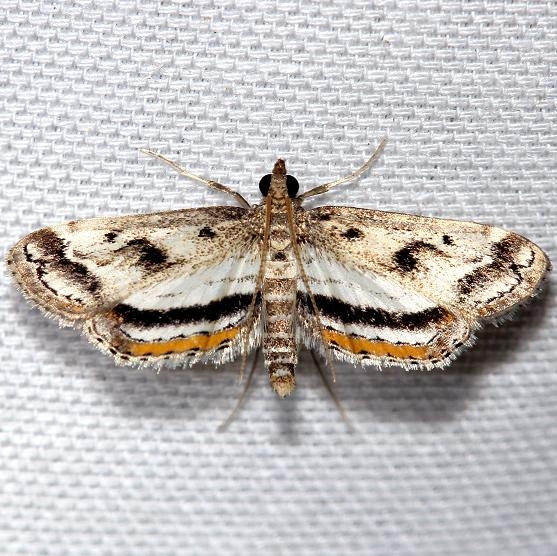 4760 Obscure Pondweed Moth yard 7-23-12