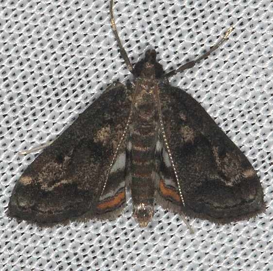 4760 Parapoynx obscuralis Rodman campground Fl 3-18-14