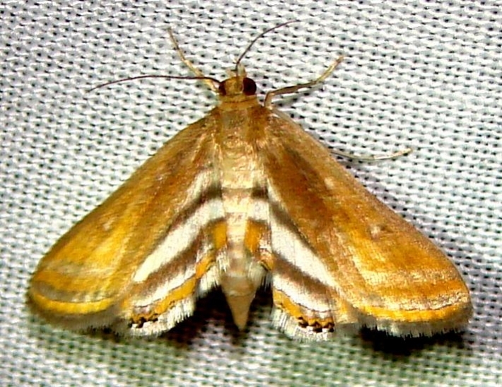 4763 Floating-heart Waterlilly Moth Kissimmee Lake St Pk 2-24-12