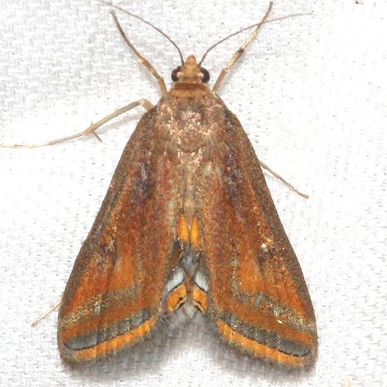 4763 Floating-heart Waterlily Moth Everglades Natl Pk Nike Missle Rd 3-9-13