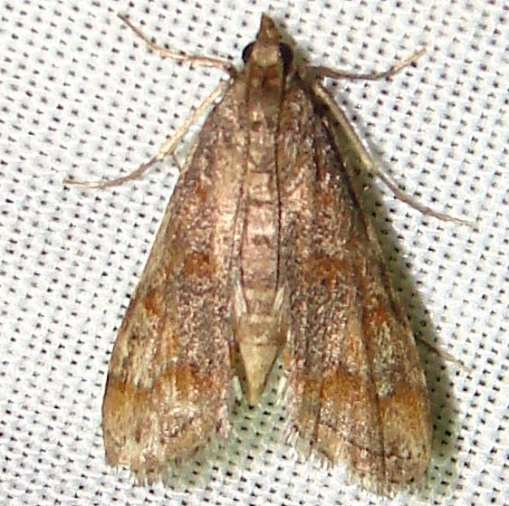 4765 Parapoyrix diminutalis Kissimmee Lake St Pk 2-23-12