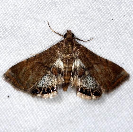 4769 Dimorphic Leafcutter Moth Little Manetee River St Pk 3-9-15
