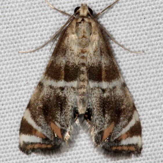 4775-Petrophila-jaliscalis-White-House-campground-Grand-Staircase-Escalnte-Utah-5-25-17-48_opt