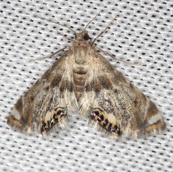4777 Petrophila sp grp yard 7-17-13