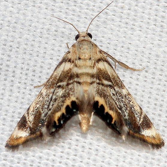 4785 Eoparargyractic irroratalis Lake Kissimmee St Pk Fl 2-26-13