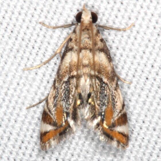 4785 Eoparargyractis irroratalis Hopkins Prairie Fl 3-10-21