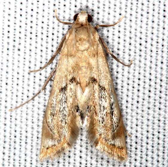 4786-Eoparargyractis-floridalis-BG-Bear-Island-Big-Cypress-Preserve-Fl-1-15-24