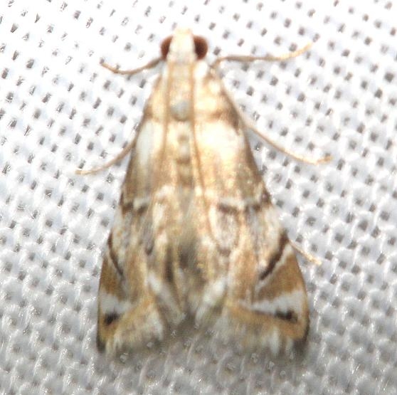 4785 Eoparargyractic irroratalis Lake Kissimmee St Pk Fl 2-26-13