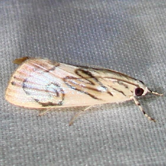 4790 Caper-leaf Webworm Moth Flamingo Everglades 3-2-12