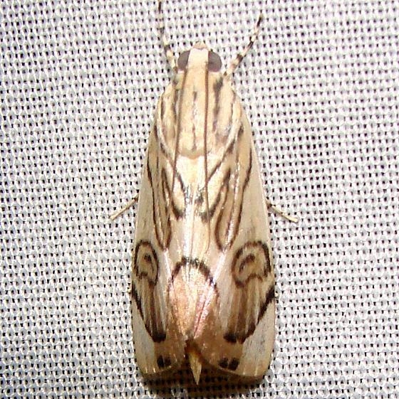 4790 Caper-leaf Webworm Moth Flamingo Everglades 2-29-12