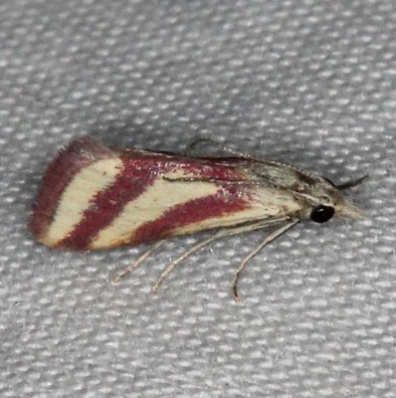 4795 Whip-marked Snout Moth NABA Gardens Texas 11-2-16 (1)_opt