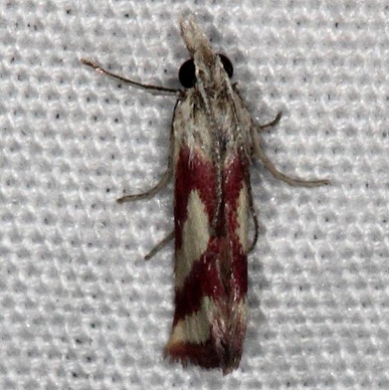 4795 Whip-marked Snout Moth NABA Gardens Texas 11-2-16_opt