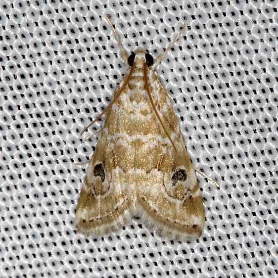 4846 Cabbage Webworm Moth NABA Gardens Mission, Texas 11-4-13