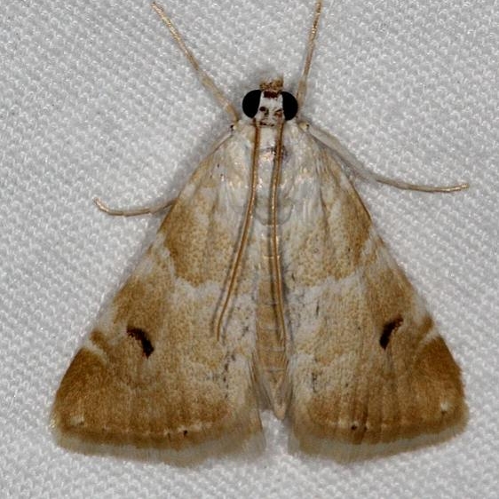 4847 Cabbage Budworm Moth Moab RV Resort Moab Utah 6-3-17 (12)_opt