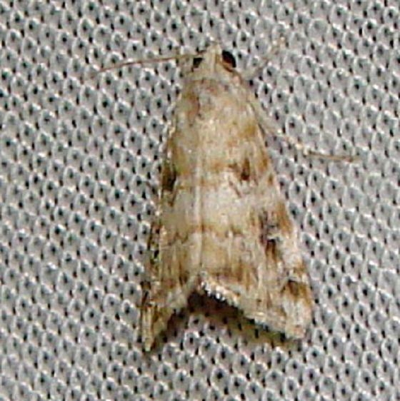 4848 Kemp's Hellula Moth Flamingo Everglades 2-29-12