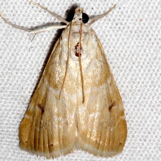 4849-Hellula-aqualis-BG2024-Colo