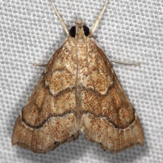 4854 Scybalistodes vermiculalis NABA Gardens Texas 11-1-16_opt