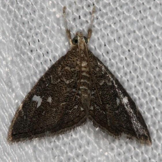 4857 Nephrogramma reniculalis NABA Gardens Mission, Texas 11-4-13