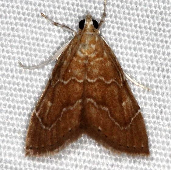 4865 Stegea salutalis Highland Hammock St Pka 3-5-14