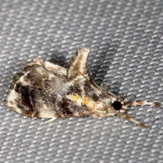 4871 Basal-dash Glaphyria Moth G basilflavalis Collier Seminole St Pk 2-25-14