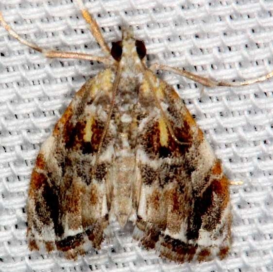 4871 Glaphyria basiflavalis Pine Glade Lake Everglades 2-21-14