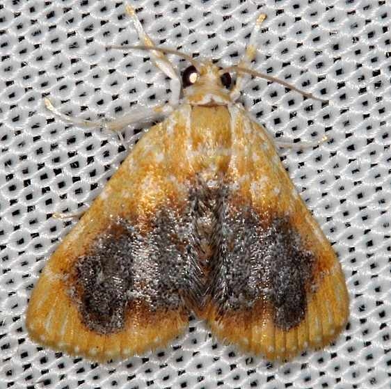 4874 Glaphyria cappsi Collier Seminole St Pk 3-2-14