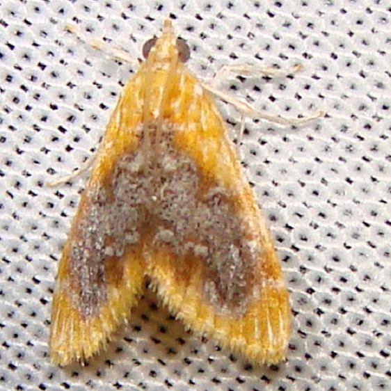 4874 Glaphyria cappsi Nike missle Road junction research Rd Everglades 2-28-12