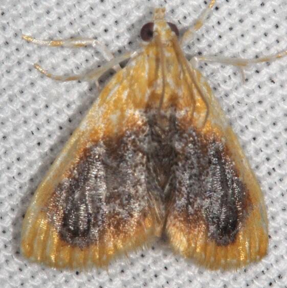 4874.1 Glaphyria decisa BG-Collier Seminole St Pk Fl 3-7-22