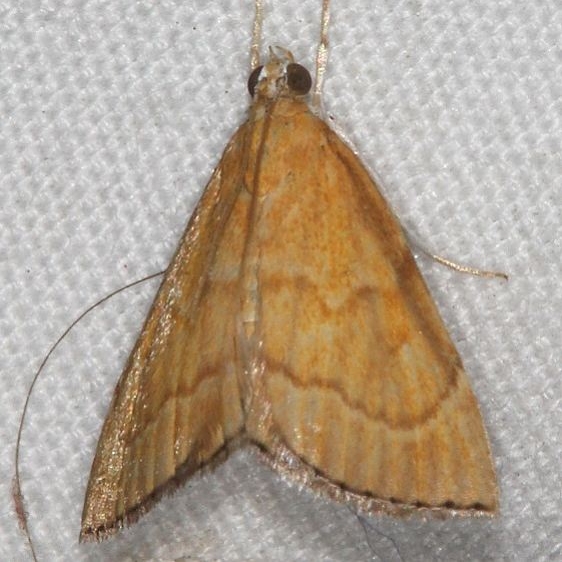 4877 Ethiophysa invisalis Silver Springs St Pk Fl 9-25-18 (56)_opt