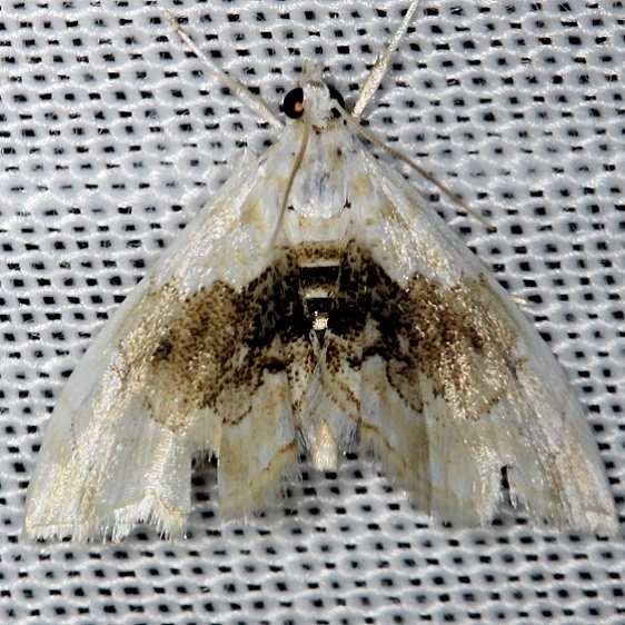 4881 Lipocosma sicalis Shawnee St Pk Oh 6-15-13