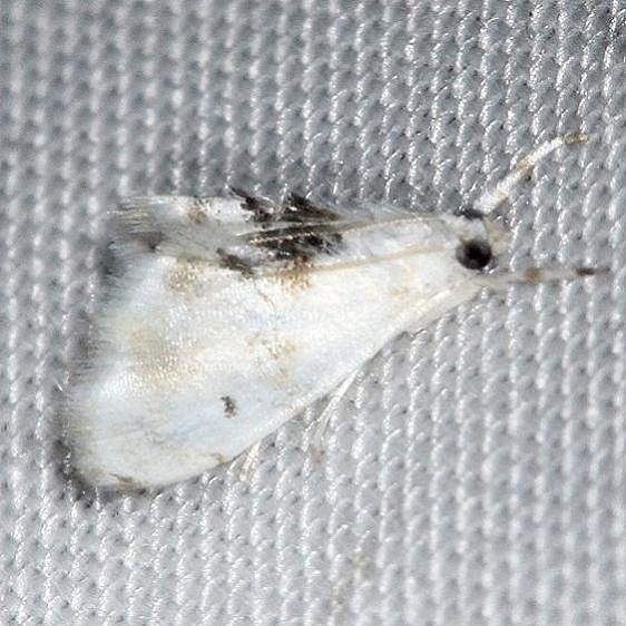 4883 Lipocosma adelalis yard 7-16-13 (11)_opt