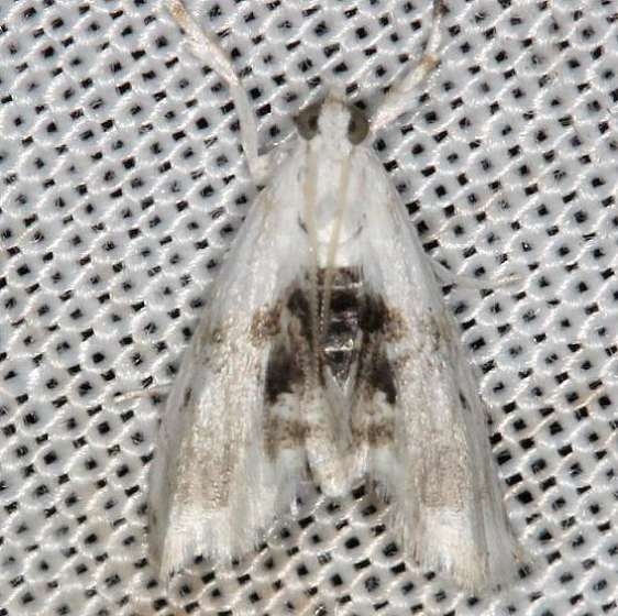 4883 Lipocosma adelalis yard 7-16-13 (9)_opt