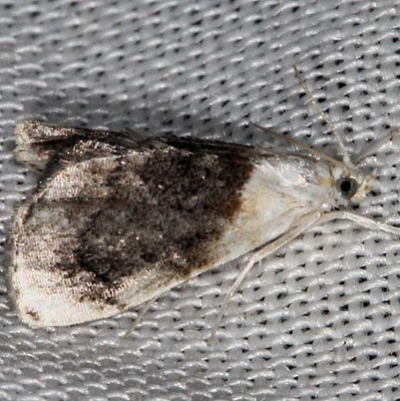 4888 Sooty Lipocosmodes Moth Lake of the Woods Ontario 7-19-16 (40a)_opt