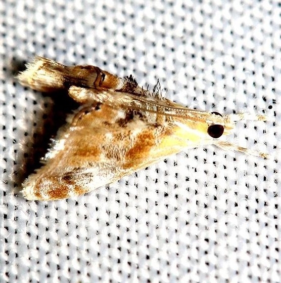 4889 Julia's Dicymolomia Moth yard 8-6-12