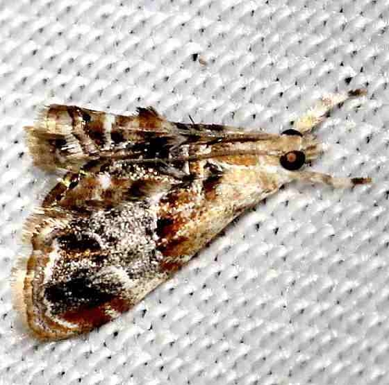 4890 Dicymolomia metalophota Mahogany Hammock Everglades Natl Pk 3-10-13