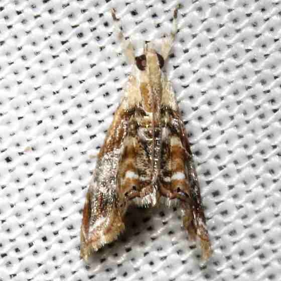 4890 Dicymolomia metalophota Mahogany Hammock Everglades Natl Pk 3-10-13