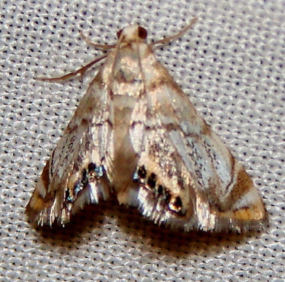 4891 Dicymolmia opuntialis William Beardall WMA Fl 3-8-11