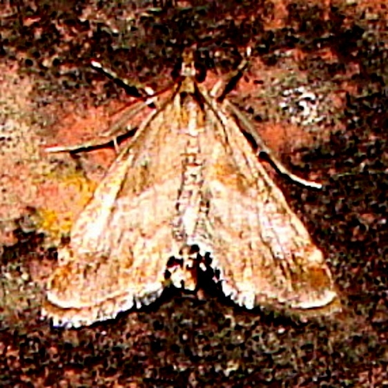 4892 Dicymolomia metalliferalis Anita's yard Orinda Cal 8-28-11