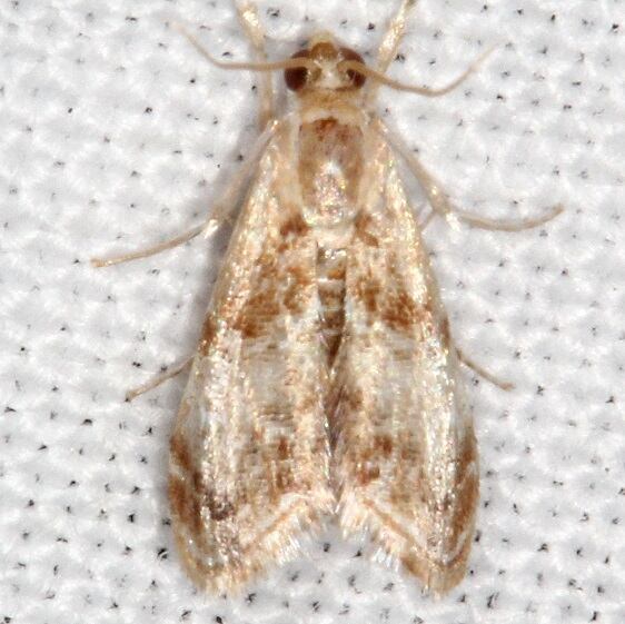 4893 Dicymolomia grisea BG Bear-Island Big Cypress Preserve Fl 3-17-23