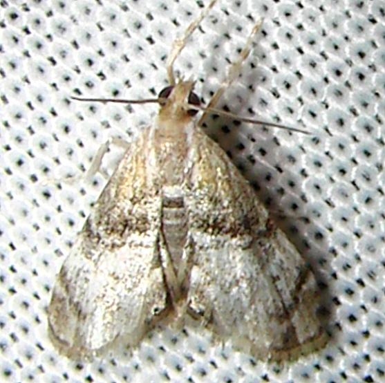 4893 Dicymolomia grisea CREW Marsh Fl 3-6-12