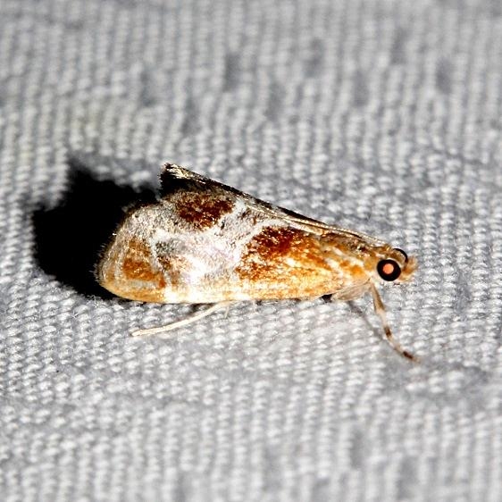 4896 Wasp Parasitizer Moth Kissimmee Prairie St Pk 3-16-13