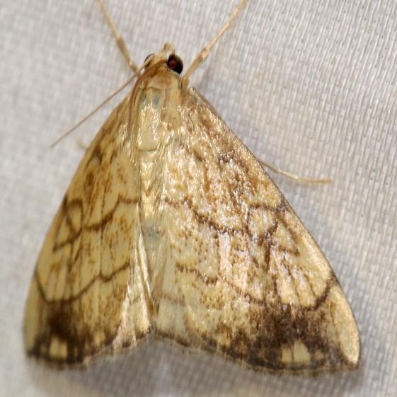 4897 Purple-backed Cabbageworm Moth Schivley Fen Logan Co Oh 6-12-12
