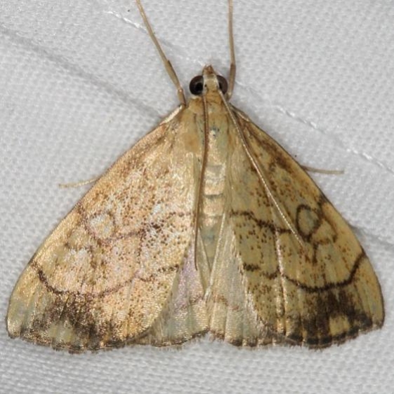 4897 Purple-backed Cabbageworm yard 8-31-14 (7)_opt