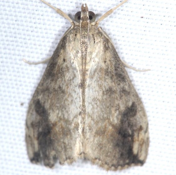 4898 Cross striped Cabbageworm-yard-9-13-23